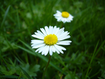 Gänseblümchen